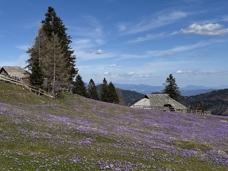 Žafrani na Veliki planini že vabijo obiskovalce  (5)